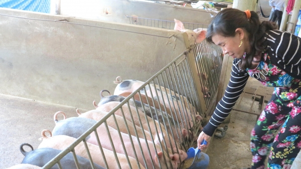 Bình Định: 150 tỷ đồng trợ lực người chăn nuôi tái đàn heo