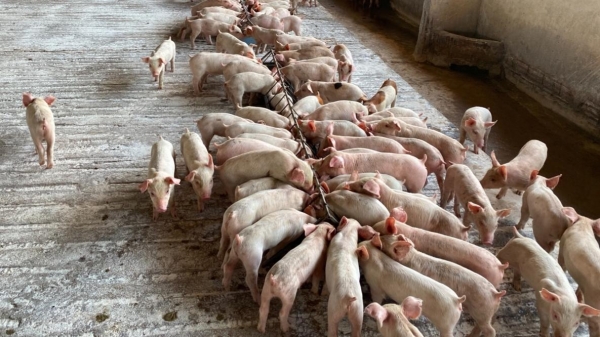 Tái đàn lợn ở Gia Lai: Chậm nhưng chắc