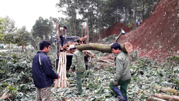 Tuyên Quang: Gỗ rừng trồng chưa 'thoát ế'