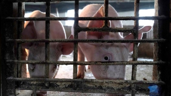 Giá thịt lợn tăng mạnh vì lũ lụt ở Trung Quốc