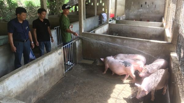 Tái đàn lợn theo hướng đảm bảo an toàn sinh học