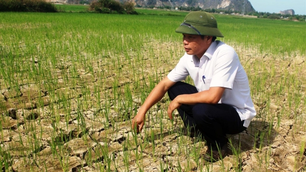 Hạn hán ở Bắc Trung bộ khiến sản xuất nông nghiệp đảo lộn