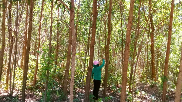 Tập huấn kỹ thuật trồng rừng thâm canh gỗ lớn
