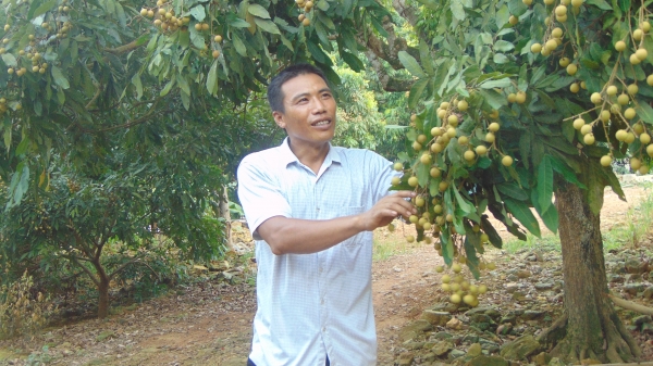Thái Nguyên: Đột phá trồng cây ăn quả theo VietGAP