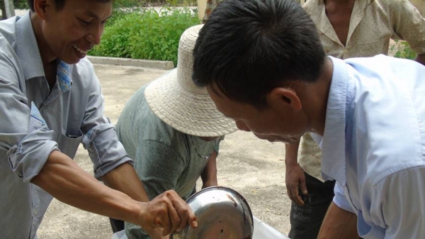 Ninh Thuận: Tập huấn kỹ thuật chăn nuôi và chế biến thức ăn cho bò
