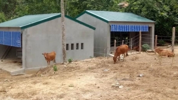 Những 'biệt thự cho bò' ở xứ Nghệ