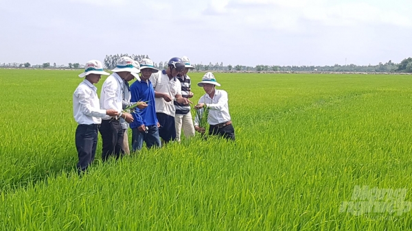 Bạc Liêu: Doanh nghiệp tham gia liên kết sản xuất lúa gạo theo chuỗi