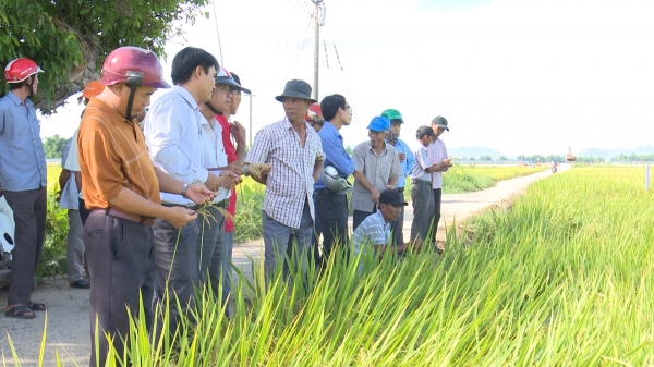 Bình Định: Sản xuất lúa '5 giảm, 3 tăng'