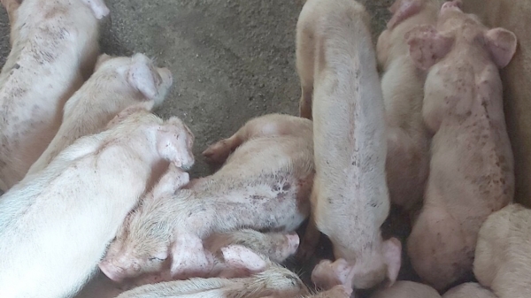 Nghệ An: Lợn giống nhiễm bệnh tai xanh chết hàng loạt!