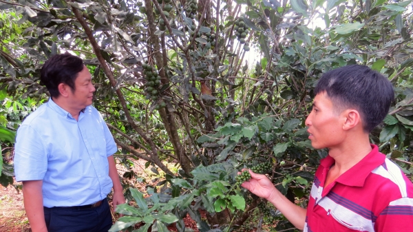Nhìn lại 5 năm phát triển mạnh cây mắc ca ở Việt Nam