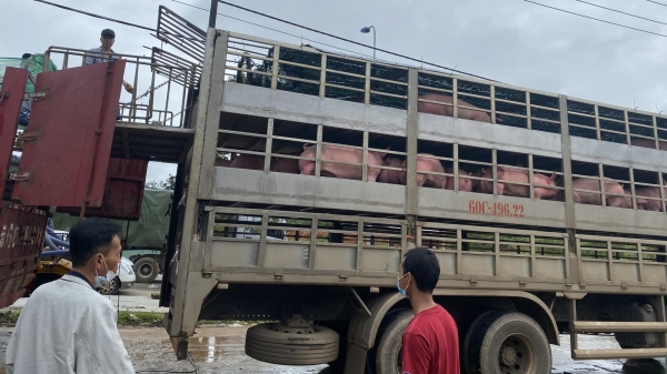 Lợn thịt từ Thái Lan liên tục được nhập về