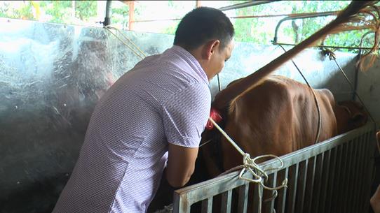 Tuyên Quang: Tập huấn thụ tinh nhân tạo cho trâu, bò