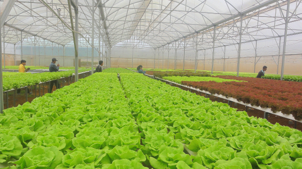 Lâm Đồng phát triển nông nghiệp công nghệ cao, nông nghiệp thông minh