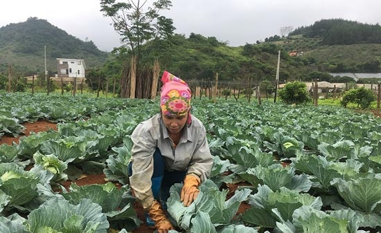 Hòa Bình: Liên kết trồng bắp cải trái vụ