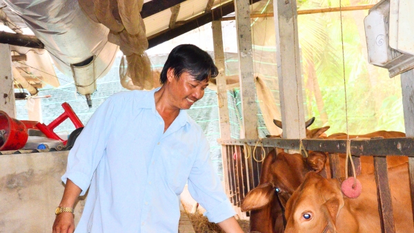 Trà Vinh: Tái cơ cấu chăn nuôi, ưu tiên phát triển đàn bò