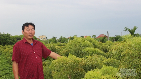 Nam Định: Đổi đời nhờ cây đinh lăng