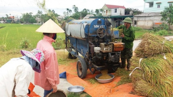 Nghệ An: Gặt né lụt
