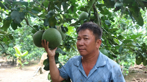 Agribank Khánh Hòa đồng hành cùng nông dân trồng bưởi da xanh