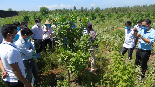 Ninh Thuận: Tưới tiên tiến tiết kiệm nước cho cây trồng cạn