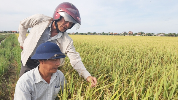 'Tranh cãi' lúa tái sinh ở Quảng Bình