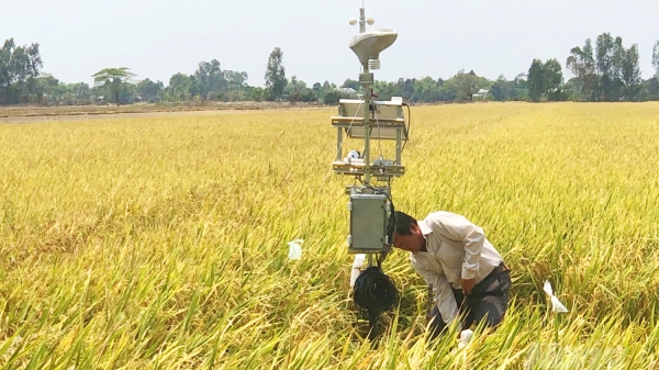 Nông dân canh tác lúa từ xa bằng công nghệ 4.0