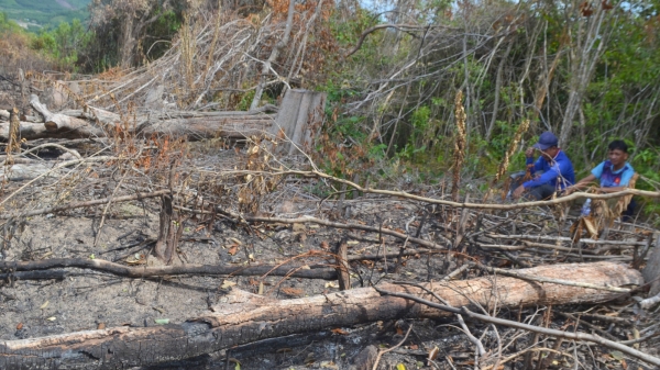 Dân rầm rộ phá rừng, chiếm đất và bài học kinh nghiệm ở huyện Đồng Xuân