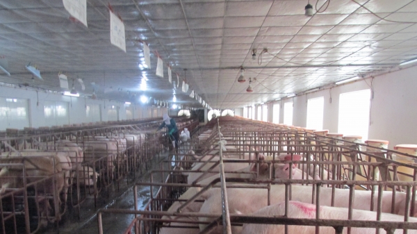 Hưng Yên: Trang trại lợn nái tái đàn thắng đậm