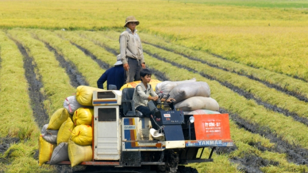 Gạo Việt có giá, ĐBSCL thừa thắng xông lên hay tìm phương kế lâu dài?