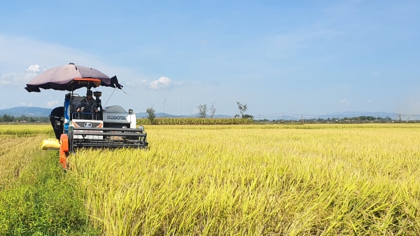 Lúa mô hình nông nghiệp thông minh đạt năng suất cao