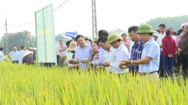 Lúa hữu cơ Quế Lâm cho lợi nhuận 35 triệu đồng/ha