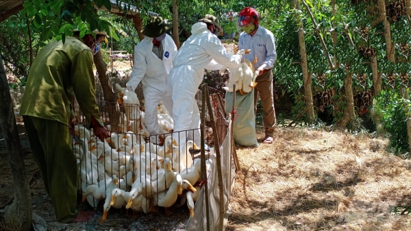 Tiêu hủy gần 2.000 con gia cầm, Quảng Trị công bố dịch cúm A/H5N6