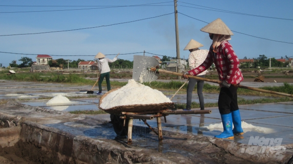 Nam Định: Muối biển vẫn xuất ngoại đều đặn