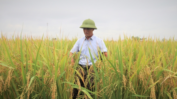 Giống lúa Nếp Hương trĩu hạt trên cánh đồng Hải Dương