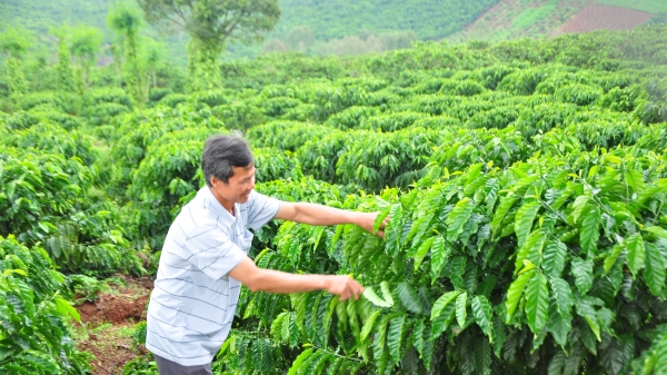 Mong VnSAT tiếp tục đồng hành cùng người trồng cà phê