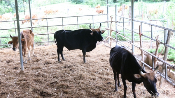 Bàn giao đàn bò tót gầy trơ xương cho Vườn quốc gia Phước Bình