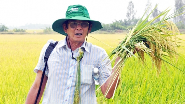 'Cha đẻ' gạo ST25 vẫn âm thầm nâng tầm gạo Việt