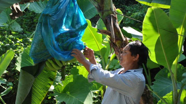 Hỗ trợ người dân nâng cao năng suất cho cây chuối ở Nậm Chảy