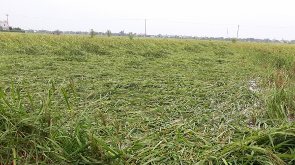 Nam Định: Hàng nghìn hecta lúa mùa, cây vụ đông bị ảnh hưởng do mưa bão
