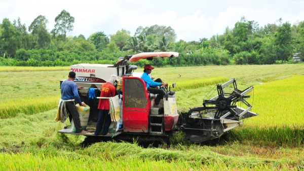 VnSAT giúp nông dân trồng lúa ở ĐBSCL tăng thu nhập