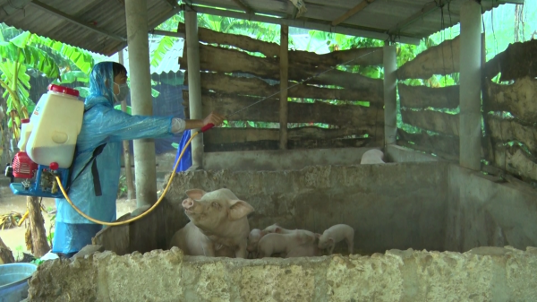 Quảng Trị: Bảo vệ vật nuôi sau lũ