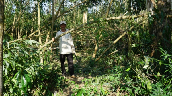 Gần trăm ngàn ha rừng keo ở Quảng Ngãi bị bão bẻ gãy
