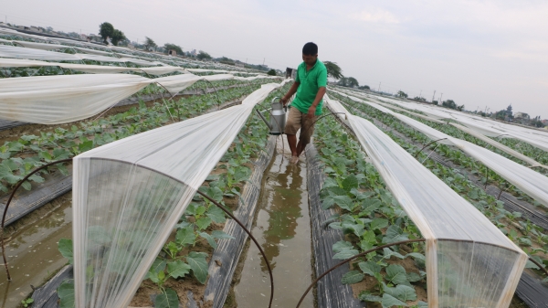 Thái Bình: Mở rộng diện tích sản xuất rau VietGAP