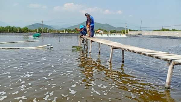 Cảnh báo ô nhiễm hữu cơ nuôi thủy sản
