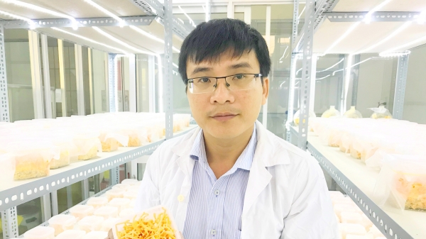 Trà Vinh: Sản xuất thành công nấm đông trùng hạ thảo