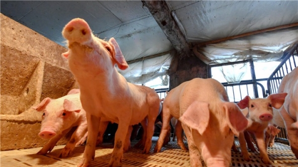 Trung Quốc mở rộng mô hình nuôi lợn 'hạnh phúc'