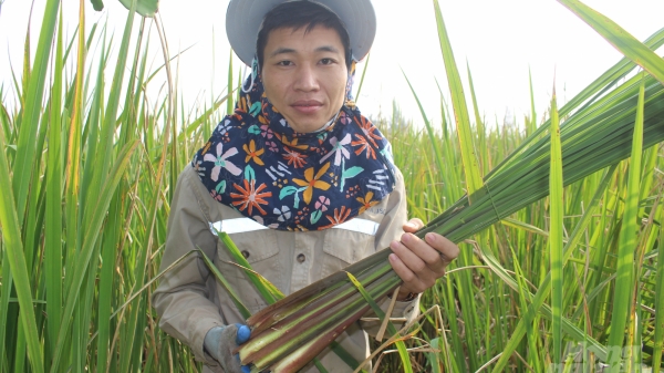 Nam Định: Bắp niễng rớt giá