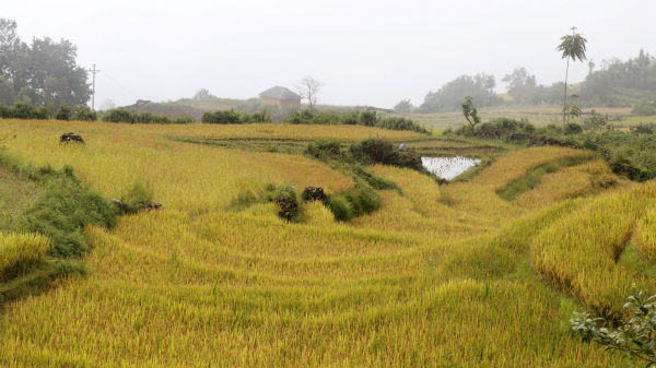 Đánh thức mùa vàng ở thung lũng Mường Vi