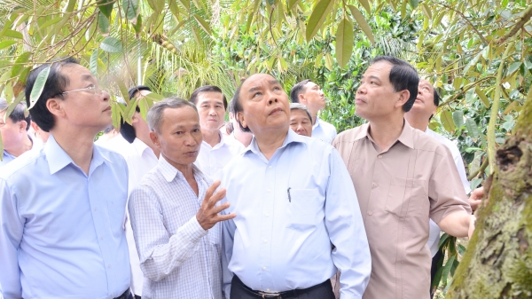 Nông dân trồng sầu riêng né mặn được Thủ tướng khen ngợi