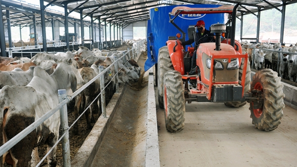 Quảng Ninh: Sự cần thiết đầu tư trang trại chăn nuôi bò giống, bò thịt