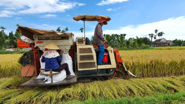 Ninh Thuận chuyển đổi sản xuất lúa từ 3 vụ sang 2 vụ/năm
